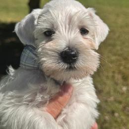 Sammy - White male Miniature Schnauzer puppy in Boaz, Alabama from Sweet Home Schnauzers