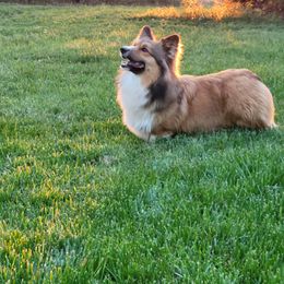 American Corgi and Pembroke Welsh Corgi All Grown Up from Lindsey Martin