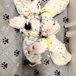 5th pick male - White and black male Dalmatian puppy in Arlington, Texas from Bri’s Spot Garden - Glasscock Dalmatians
