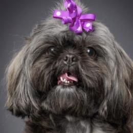 Bridget - Shih Tzu