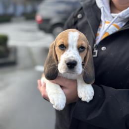 Beagle puppies from StormyDaze Labradors & Beagles
