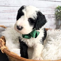 Apple Jacks - Black and white male Sheepadoodle puppy in Nixa, Missouri from Davis Family Doodles