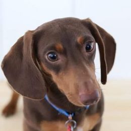 Ryder - Dachshund
