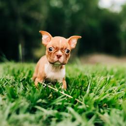 Jules - Red male Boston Terrier puppy in Tampa, Florida from Olive & Co. Boston Terriers
