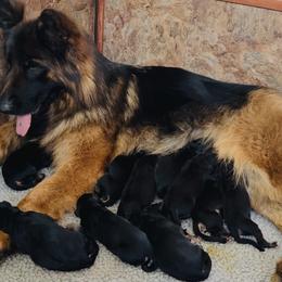 Boy 4 - male German Shepherd puppy in Johnstown, Ohio from Vom Haus Neufus