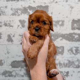 Valentina - Ruby female Cavalier King Charles Spaniel puppy in Mayo, Florida from Kingston’s Cavaliers