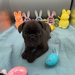 Armand - Brindle male French Bulldog puppy in Largo, Florida from Infinity Frenchies