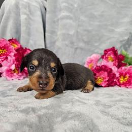 Quincy - Chocolate and tan male Dachshund puppy in Florence, Arizona from Doxie Town Az