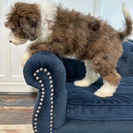 Blue Merle light pink collar girl - Aussiedoodle puppy from Biggie Ranch