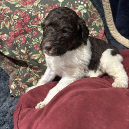 Merced - Chocolate male Labradoodle puppy in Somerset, California from Annie’s Animals