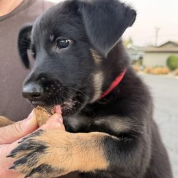 Red - Bi-color female German Shepherd puppy in Newport Beach, California from Vom Bismarkhaus
