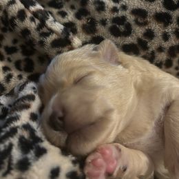 Chihuahua Puppies from Van Ausdoll Kennels