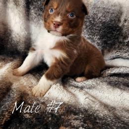 Boy 7 - Red tri-color male Australian Shepherd puppy in Harpers Ferry, Iowa from Wexford Creek Aussies, LLC
