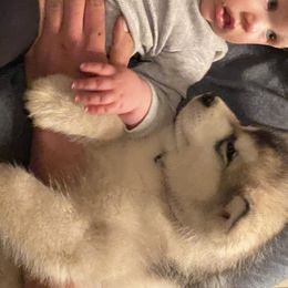 Alaskan Malamutes from Tarnish Malamutes