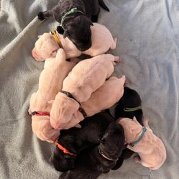 Red - Yellow male Labrador Retriever puppy in Celina, Ohio from Hickory Creek Labs