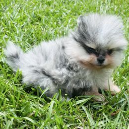 Zaxby - Blue merle male Pomeranian puppy in Fayetteville, North Carolina from Tar-heel Poms