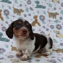 Patrick Star - Piebald male Dachshund puppy in Knoxville, Tennessee from Over The Moon Minis