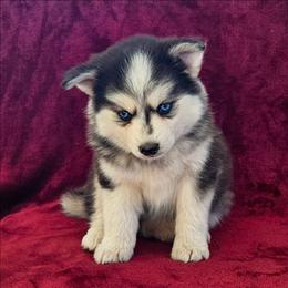 Andrea - Black and white female Pomsky puppy in Spokane, Washington from Spokane Pomskies