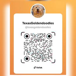 Blue Collar - Red  male Goldendoodle puppy in El Paso, Texas from Texas Goldendoodles