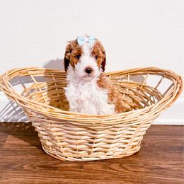 Apple - Parti female Goldendoodle puppy in Kissimmee, Florida from Poodle Doodle Kennels