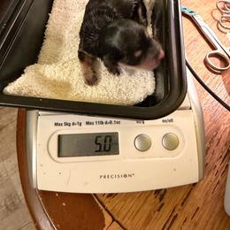 Blk pointed girl 1 - Black and tan female Dachshund puppy in Irving, Texas from DFW Dachshunds by G & S