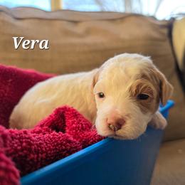 Vera - Parti female Poodle puppy in Blackfoot, Idaho from Draper Mountain Doodles