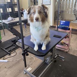 Rain - Miniature American Shepherd