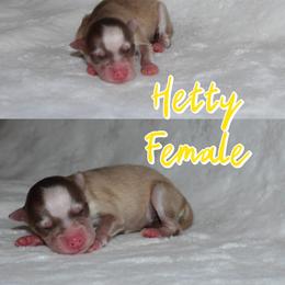 Hetty - Red and white female Pomsky puppy in Clarkston, Utah from Red Rock Ranch Breeders