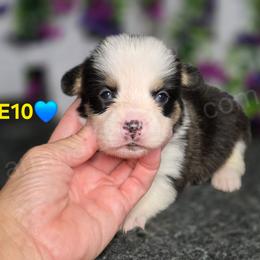E10 - Black and tan male Pembroke Welsh Corgi puppy in Jacksonville, Texas from ArmnalegRanch LLC