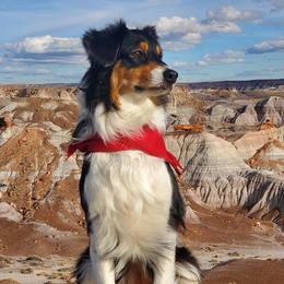 Maisie - Australian Shepherd
