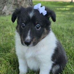 Dora - Black white and tan female Shetland Sheepdog puppy in Wapello, Iowa from Willow Rayne shelties and more
