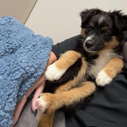 KIX BROOKS - COUNTRY LEGENDS - Black tri male Toy Australian Shepherd puppy in Syracuse, Indiana from Klenke Toy Aussies