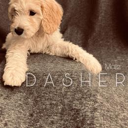 Bernedoodle, Goldendoodle, and Sheepadoodle Puppies from Golden-Doods and Company