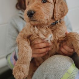 Goldendoodle Puppies from Abner Creek Doodles