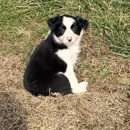 Brew - Black and white male Border Collie puppy in Owenton, Kentucky from Three16 Ranch