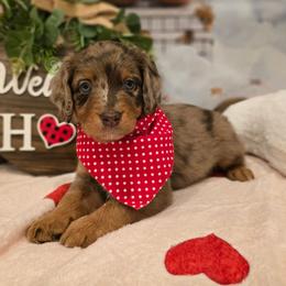 Ivy - Red merle female Aussiedoodle puppy in Prescott Valley, Arizona from Ramirez Family Doodles