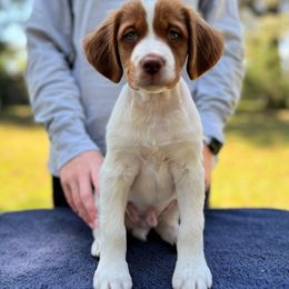 Orange Boy - Orange and white male Brittany puppy in Milner, Georgia from Hi-Hope Kennel