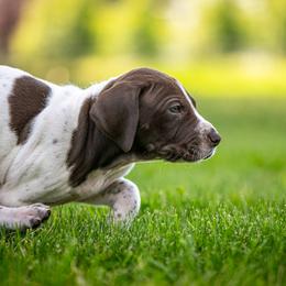 Costco - Liver and white male German Shorthaired Pointer puppy in Pasco, Washington from TJ’s High Country Kennel