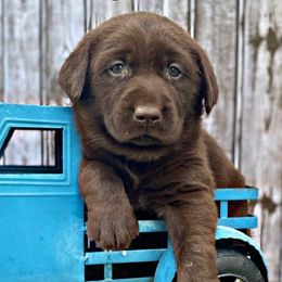 Labrador Retrievers from Sunset Labradors