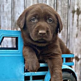 Labrador Retrievers from Sunset Labradors