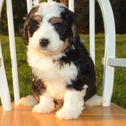 Zamboni - Tri-color male Bernedoodle puppy in Clarinda, Iowa from Root and Branch Bernedoodles