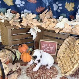 Boy 2 - White and brindle male Staffordshire Bull Terrier puppy in Lakeland, Florida from English Creek Staffords