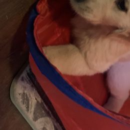 Goldendoodle and Golden Retriever Puppies from Mason Farm Goldens