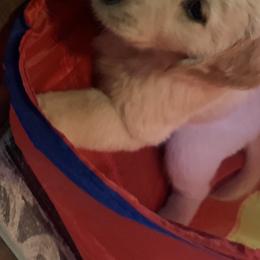 Goldendoodle and Golden Retriever Puppies from Mason Farm Goldens