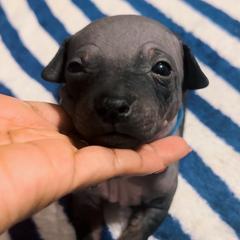 Blue Boy - Wilder - Black tan and white American Hairless Terrier puppy in Atlanta, Georgia from Royal Flush Kennels