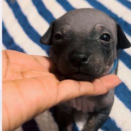 Blue Boy - Wilder - Black tan and white American Hairless Terrier puppy in Atlanta, Georgia from Royal Flush Kennels