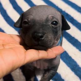Blue Boy - Wilder - Black tan and white American Hairless Terrier puppy in Atlanta, Georgia from Royal Flush Kennels
