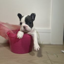French Bulldog puppies from Kayla's French Bulldogs