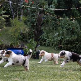 Australian Shepherd Puppies from Hawaii Australian Shepherds