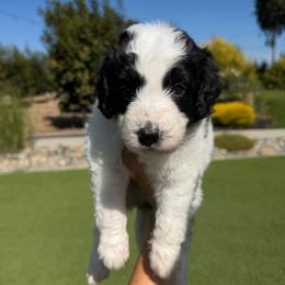 Caroline - Black and white female Bernedoodle puppy in Yuba City, California from Ranch House Doodles